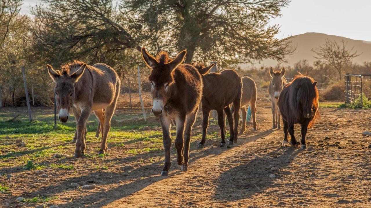 Mirtehof Guest Farm Estate Vendégház Prince Albert Kültér fotó